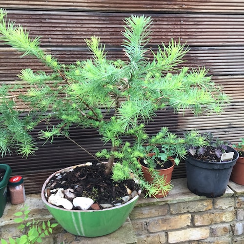 Bonsai Display Stand - Etsy