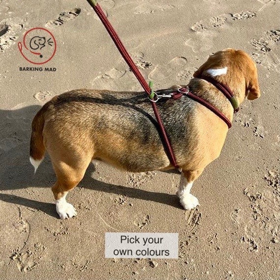 Dog harness top and lead
