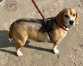 Multifunctional harness/dog lead all in one