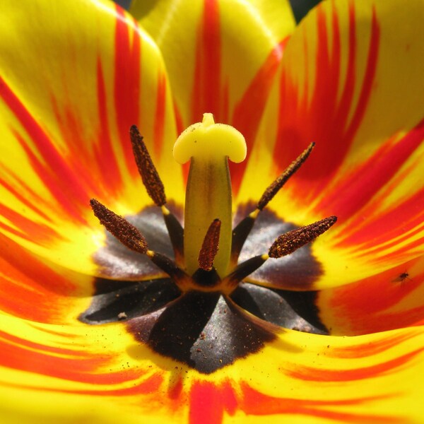 Flower yellow,Red,Tulip,Macro Photography,Instant Download,Photo on the wall,Art Decor,Botanical Photo,Stamen,Nature Photo,Bedroom