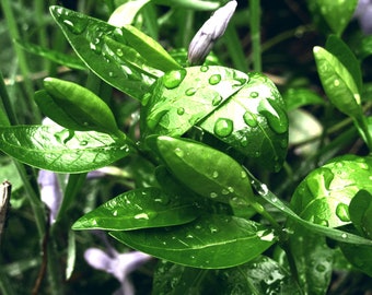 Impression de photographie macro, affiche de plantes, gouttelettes d'eau, photo macro de feuilles vertes après la pluie, botanique, nature, photo biologique, téléchargement, décoration d'intérieur