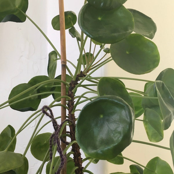 Pilea Peperomioides Stem Cutting