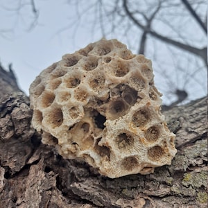 Fósil de coral de Iowa con toques de cuarzo druzy - Erráticos glaciales