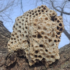 Fósil de coral de Iowa XL con cuarzo druzy en una cueva - Erráticos glaciales