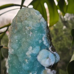 Puede incluir: Un esp&eacute;cimen mineral grande y tosco con un llamativo tono turquesa. La piedra tiene una textura cristalina y una formaci&oacute;n redondeada de color m&aacute;s claro en su lado. El fondo presenta follaje verde.