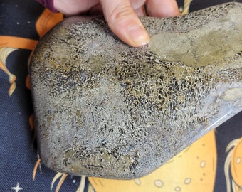 アトラサウルス恐竜の骨片 – ジュラ紀中期の竜脚類の化石 – モロッコ 