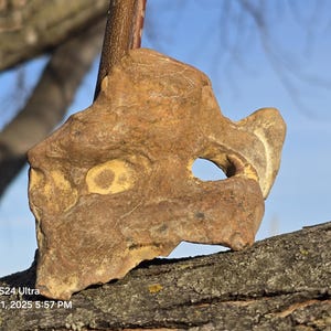 May include: A weathered, brown rock formation with a hole in the middle, resembling a face. The rock is resting on a branch of a tree.