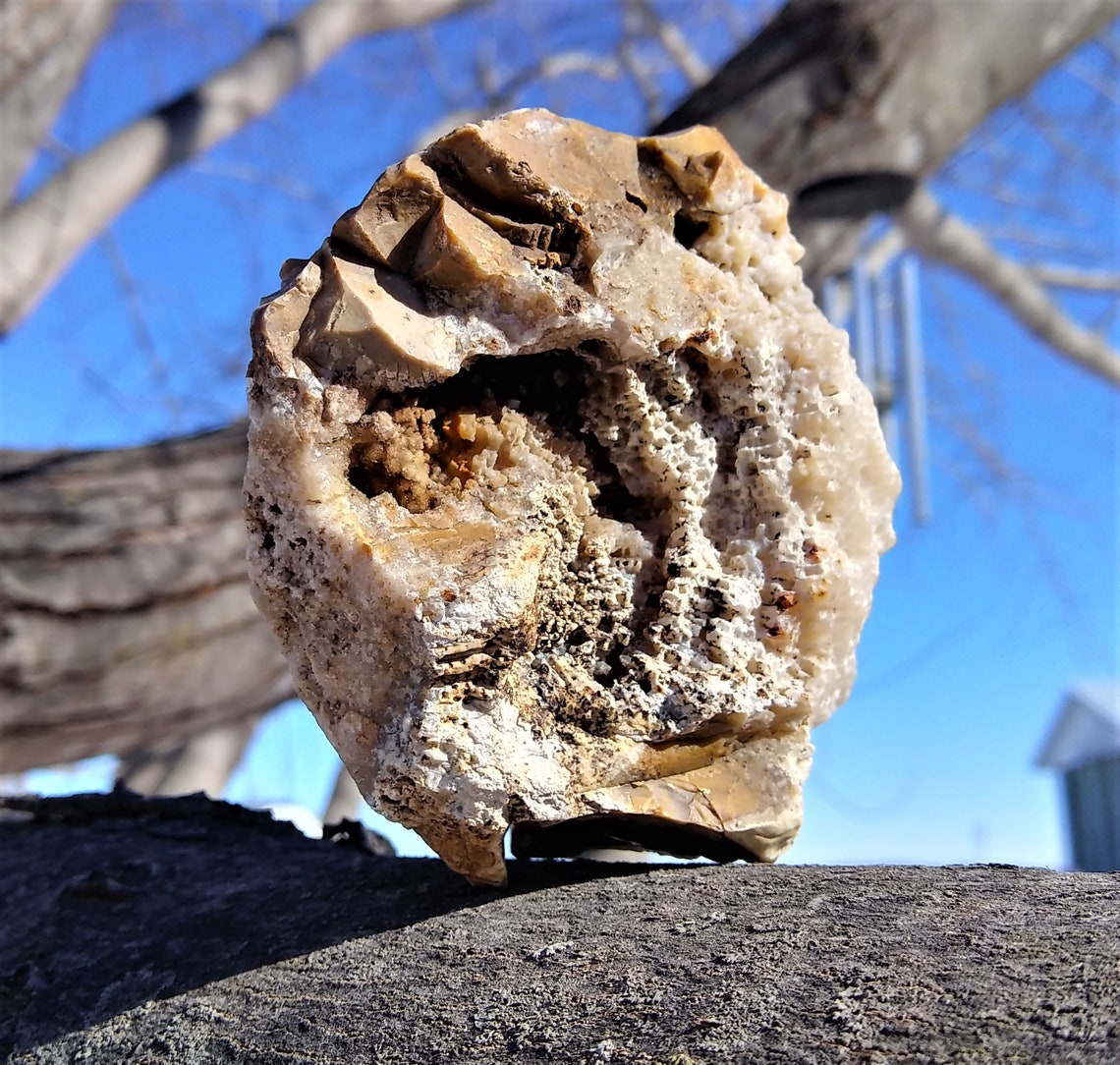 Coral Fossil With Druzy Quartz Crystals Iowa Display Specimen Etsy