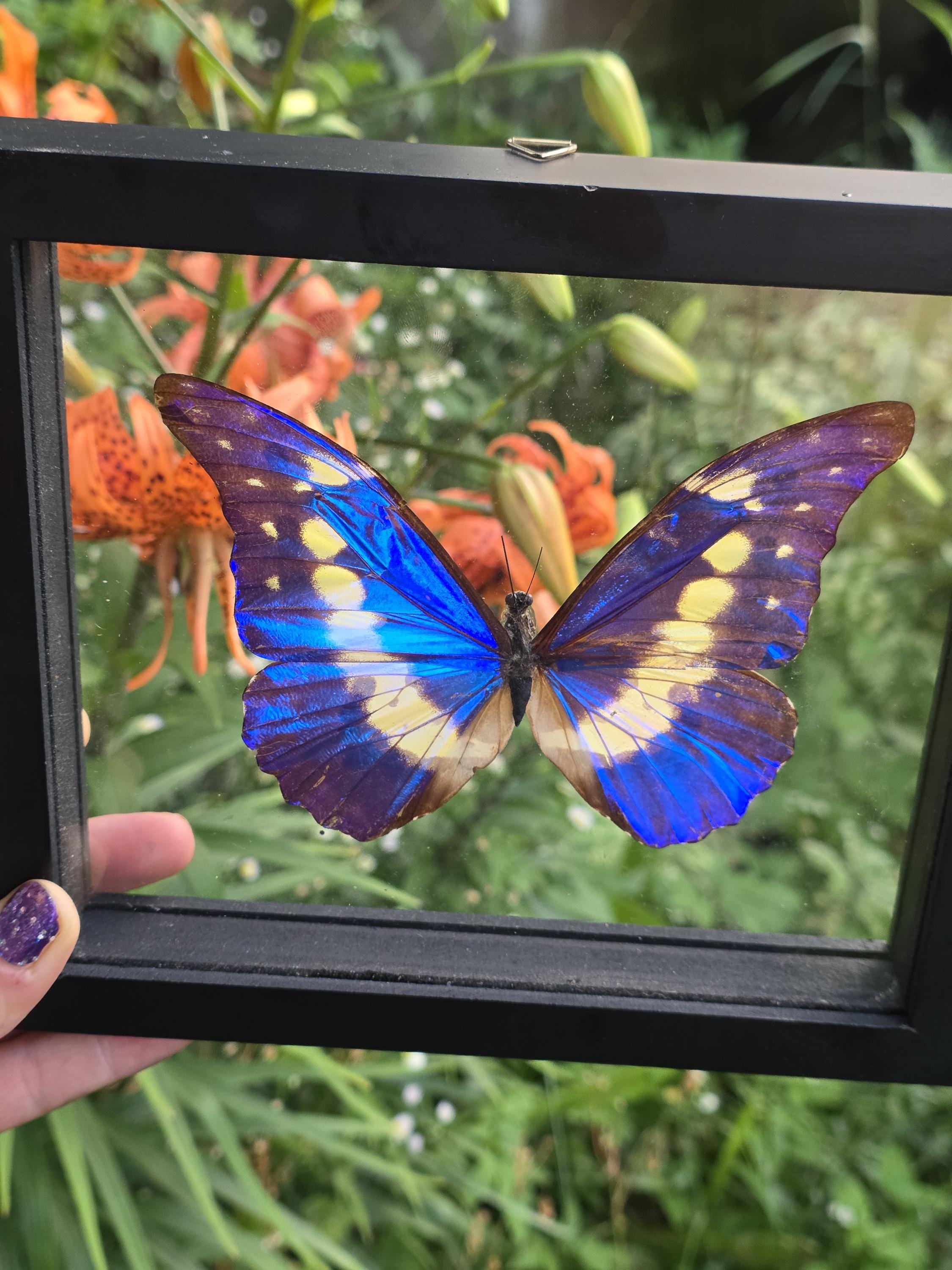 Morpho rhetenor helena - Etsy 日本