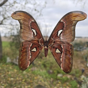 本物のオオアトラスガの額装標本 - Attacus atlas - Etsy 日本