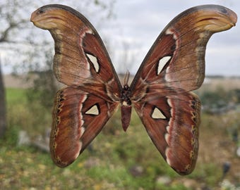 Giant Atlas Moth In Double Glass Frame - Pinned snake's head moth -Attacus Atlas