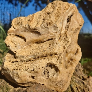 Fósil de coral druso - Fósil de Iowa - Druso brillante - Erráticos glaciales -