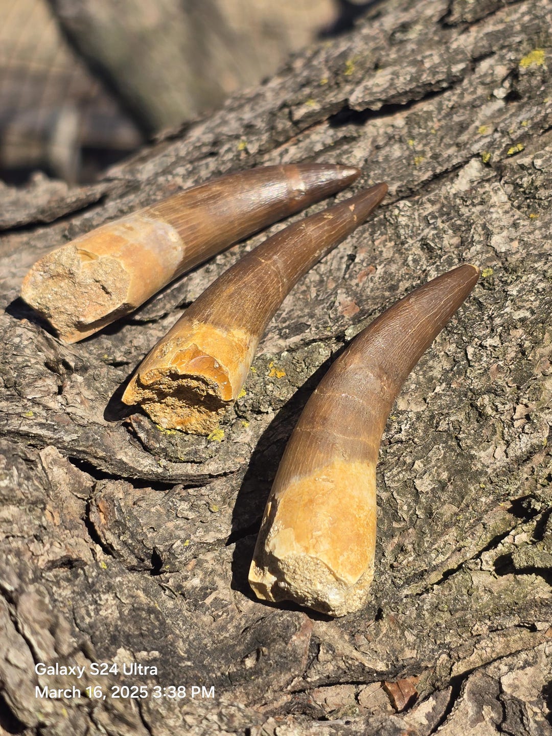 Elasmosaurus Tooth Fossil - Sea Dinosaur - Ancient Relic - Plesiosaur ...
