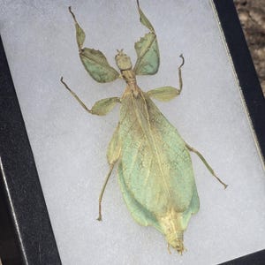 Peut inclure: Un insecte feuille préservé, également connu sous le nom de feuille ambulante, est présenté dans un cadre transparent. L'insecte est vert et brun et a une apparence de feuille. Le cadre est noir et a un fond blanc.