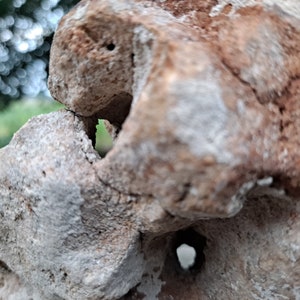 May include: Close-up of a light brown and gray rock with a hole in the center. The rock has a rough, textured surface.