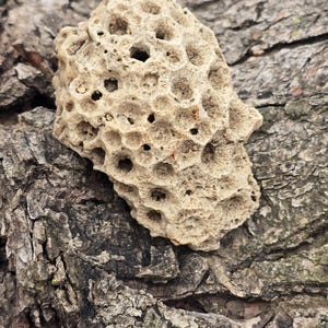 Fósil de coral agatizado con cristales druzy en la parte inferior - Piedra energética de la diosa del mar - Fosilizado glacial irático - Ejemplar de exhibición