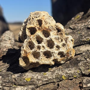 Fósil de coral agatizado - Piedra energética de la diosa marina - Fosilizado glacial irático - Ejemplar de exhibición