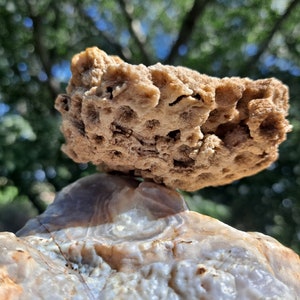 Fósil de coral de Iowa con toques de cuarzo druzy - Erráticos glaciales