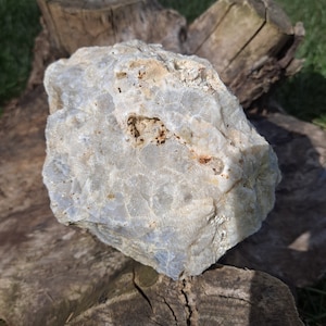 Fósil de coral agatizado brillante, piedra de Hagstone con cristales de cuarzo druzy, piedra energética de la diosa del mar - Ejemplar de exhibición fosilizado glacial irático