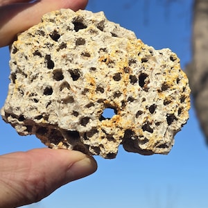 Fósil de coral agatizado con algo de druzy y tiene una piedra Hagstone - Piedra de Odín - Piedra de energía de la diosa del mar - Fosilizado glacial irático