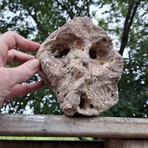 May include: A light brown, irregularly shaped rock with several holes and a rough texture. The rock is being held in a hand.