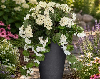 May include: A tall, tapered, matte black cylindrical planter containing a lush arrangement of white geranium flowers with deep green, rounded leaves that cascade over the sides of the container, creating a full and rounded floral display.