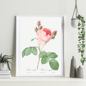Vintage Cabbage Rose