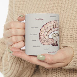 Può includere: Una tazza di ceramica bianca con una dettagliata illustrazione anatomica del cervello umano. Le sezioni etichettate includono il lobo frontale, il talamo e il lobo temporale. La tazza è tenuta da una persona.