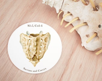sacrum and coccyx vertebrae coaster, medical illustration gift for doctor, medical student gift,  future doctor, nurse gift, medical art