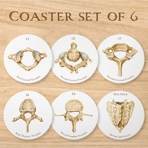 spine vertebrae absorbent coasters set of 6 therapist neurology orthopedic neurosurgeon surgeon chiropractor gift desk accessories decor