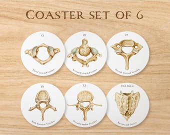 May include: Set of six round coasters featuring anatomical illustrations of the human spine. Each coaster depicts a different vertebra, labeled with its name and number. The coasters are white with a beige background.