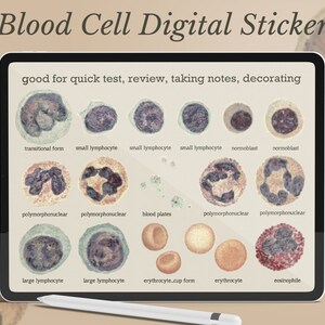Blood cell digital sticker Goodnotes powerpoint png file ipad hematologist Hematology Erythrocytes Granulocytes Medical Laboratory Med Tech