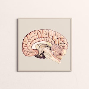 May include: A detailed anatomical illustration of the human brain, showing the different lobes and structures. The brain is depicted in a light pink colour with intricate details in shades of brown, yellow, and red.