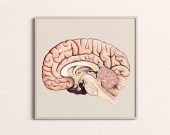 Może przedstawiać: Szczegółowa ilustracja anatomiczna ludzkiego mózgu, przedstawiająca różne płaty i struktury. Mózg jest przedstawiony w jasnoróżowym kolorze z misternymi szczegółami w odcieniach brązu, żółtego i czerwonego.