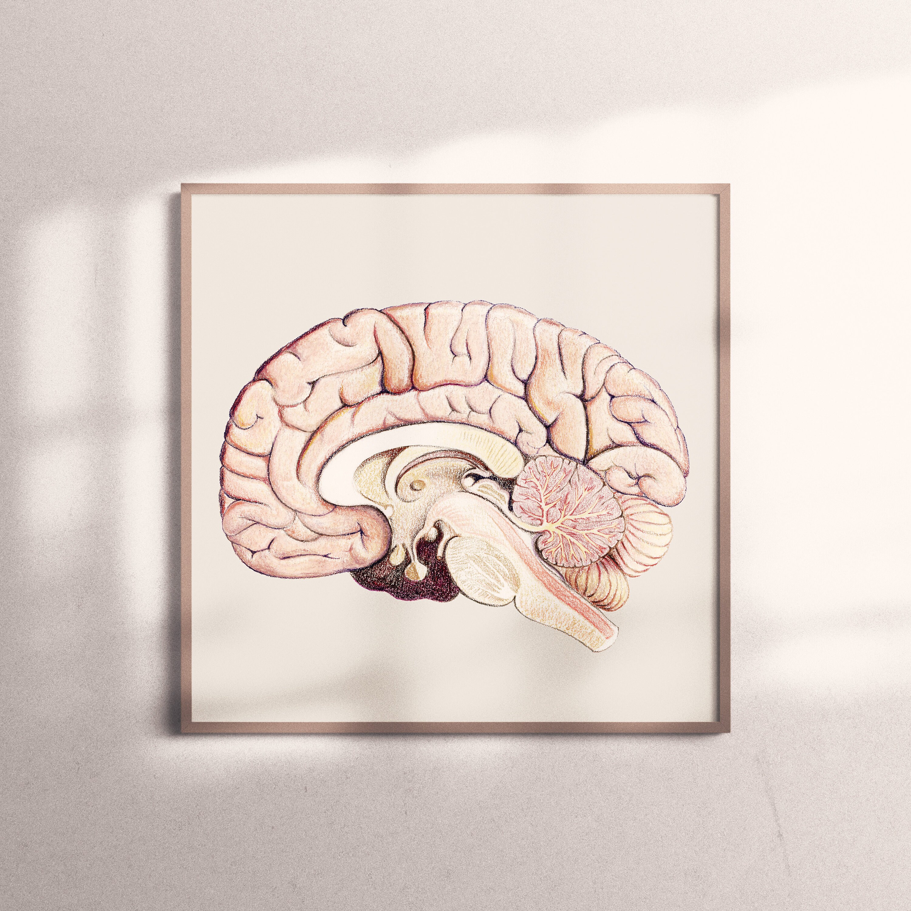 Brain Cross Section Art Print Human Anatomy Doctor Nurse Gift - Etsy
