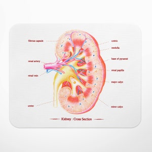 kidney anatomy art mouse mat, mouse pad, gift for doctor, science gift, nurse gift, medical art illustration, nursing student, renal artery