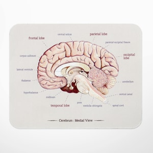 brain anatomy art mouse mat, mouse pad, gift for doctor, medical student gift, nurse gift, surgeon, medical art, nursing student, biology