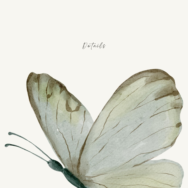 Puede incluir: Ilustraci&oacute;n a la acuarela de una mariposa con alas verde p&aacute;lido y marr&oacute;n. Las alas de la mariposa est&aacute;n detalladas con l&iacute;neas delicadas. La palabra "Details" est&aacute; escrita en cursiva encima de la mariposa.
