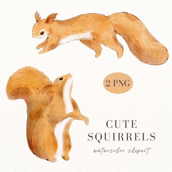 Watercolor Cute Squirrels, Watercolor Squirrel PNG, Squirrel clipart, Cute animals, Watercolor animals PNG, Squirrel Illustration