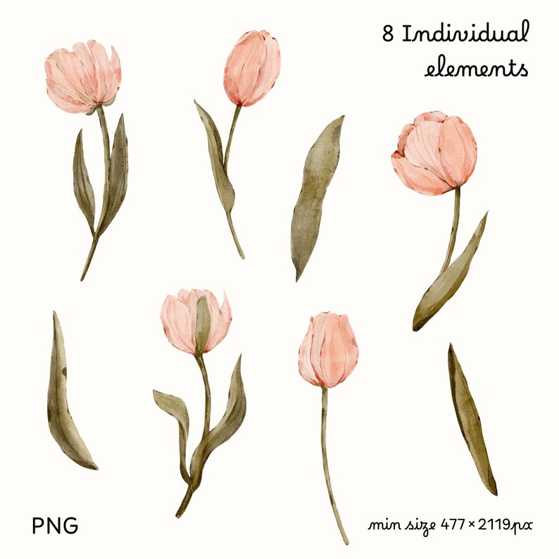 Puede incluir: Ocho ilustraciones de acuarela de tulipanes rosas con tallos y hojas verdes. Las ilustraciones est&aacute;n aisladas sobre un fondo blanco.  8 elementos individuales. Tama&ntilde;o m&iacute;nimo 477 x 2119 px PNG