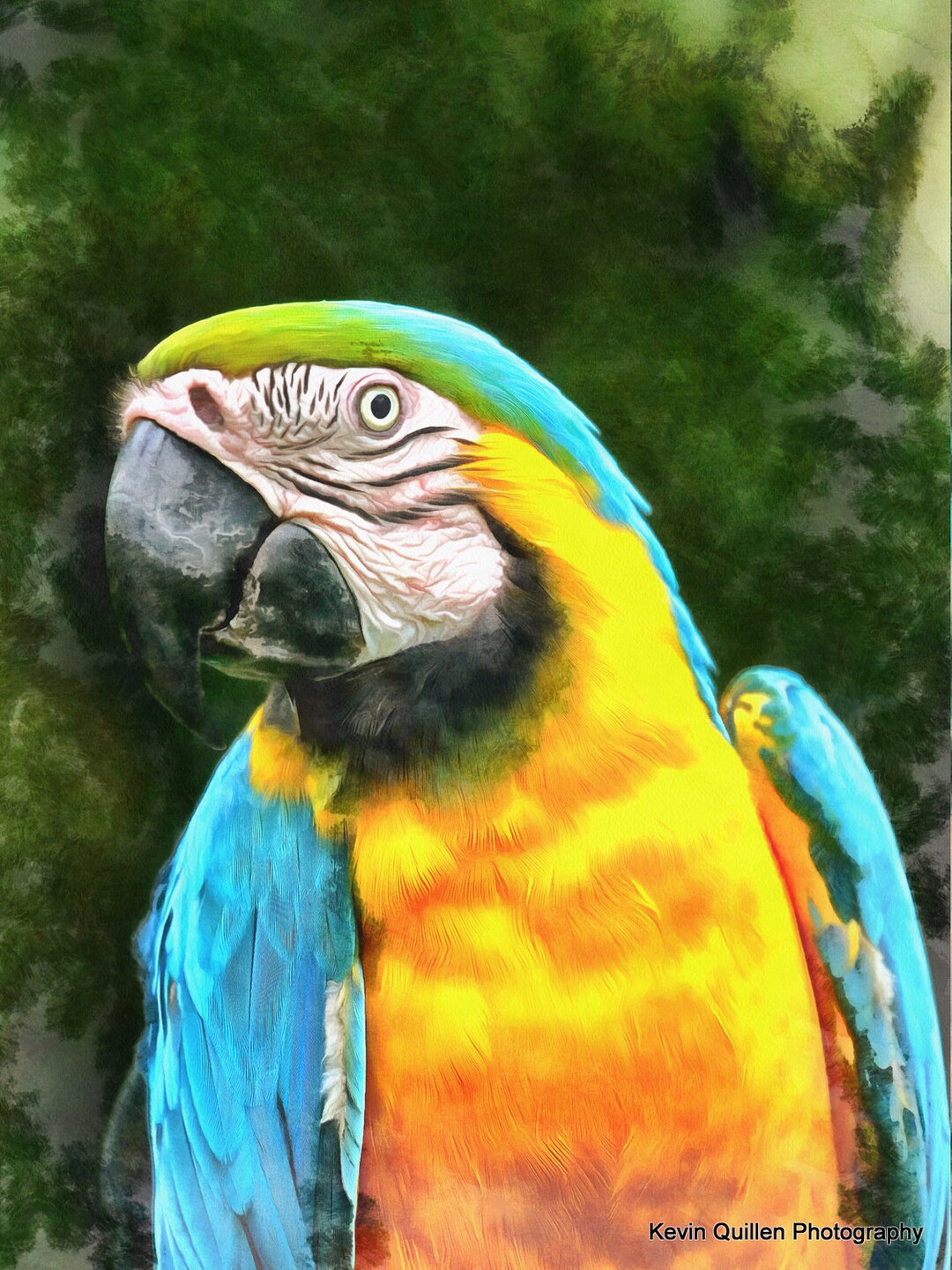 Blue and Gold Macaw / Digital Painting Print/wall Art - Etsy