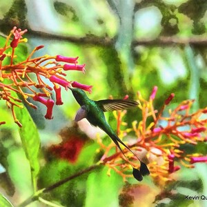 White-Booted Racket Tail Hummingbird / Digital Painting/Wall Art