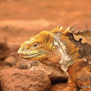 Galapagos Iguana/ Digital Painting/Wall Art