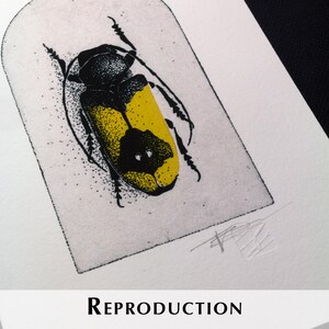 K&ouml;nnte beinhalten: Detaillierte Illustration eines schwarzen und gelben K&auml;fers auf wei&szlig;em Hintergrund, eingerahmt in einer rechteckigen Form. Das Wort "REPRODUCTION" ist in einer Serifenschrift am unteren Bildrand gedruckt. Das Kunstwerk zeigt komplizierte Linienarbeit und eine Signatur.
