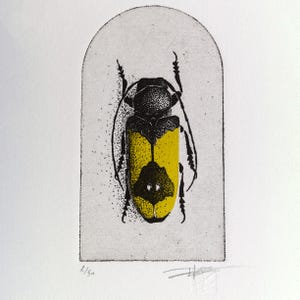 A beetle is depicted with intricate black detailing on its body and bold yellow markings on its wings, set against a simple arched background. The composition highlights the insect's symmetrical design and natural beauty.