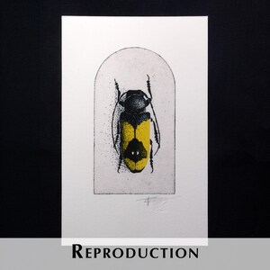 K&ouml;nnte beinhalten: Illustration eines schwarzen und gelben Insekts auf einem wei&szlig;en rechteckigen Druck. Das Insekt befindet sich in einem wei&szlig;en Bogen. Das Wort "REPRODUCTION" ist unten auf dem Druck in Schwarz gedruckt. Der Hintergrund ist schwarz.