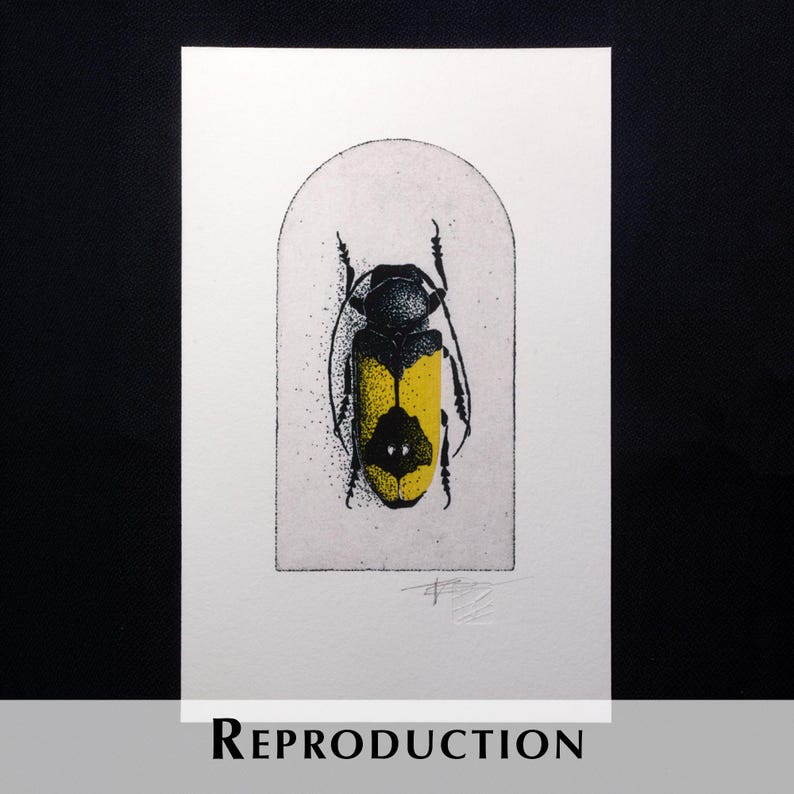 K&ouml;nnte beinhalten: Illustration eines schwarzen und gelben Insekts auf einem wei&szlig;en rechteckigen Druck. Das Insekt befindet sich in einem wei&szlig;en Bogen. Das Wort "REPRODUCTION" ist unten auf dem Druck in Schwarz gedruckt. Der Hintergrund ist schwarz.