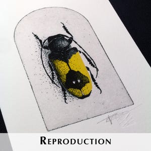 K&ouml;nnte beinhalten: Ein detaillierter Druck eines K&auml;fers mit gelben und schwarzen Farben wird in einem rechteckigen Rahmen dargestellt. Das Wort "REPRODUCTION" ist in fetter, schwarzer Schrift am unteren Rand des Bildes gedruckt. Das Kunstwerk befindet sich auf wei&szlig;em Hintergrund.