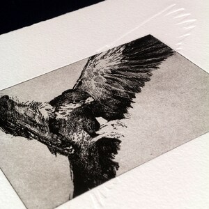 May include: Black and white etching of a bird of prey with its wings spread wide. The bird is in mid-flight, with its talons extended.