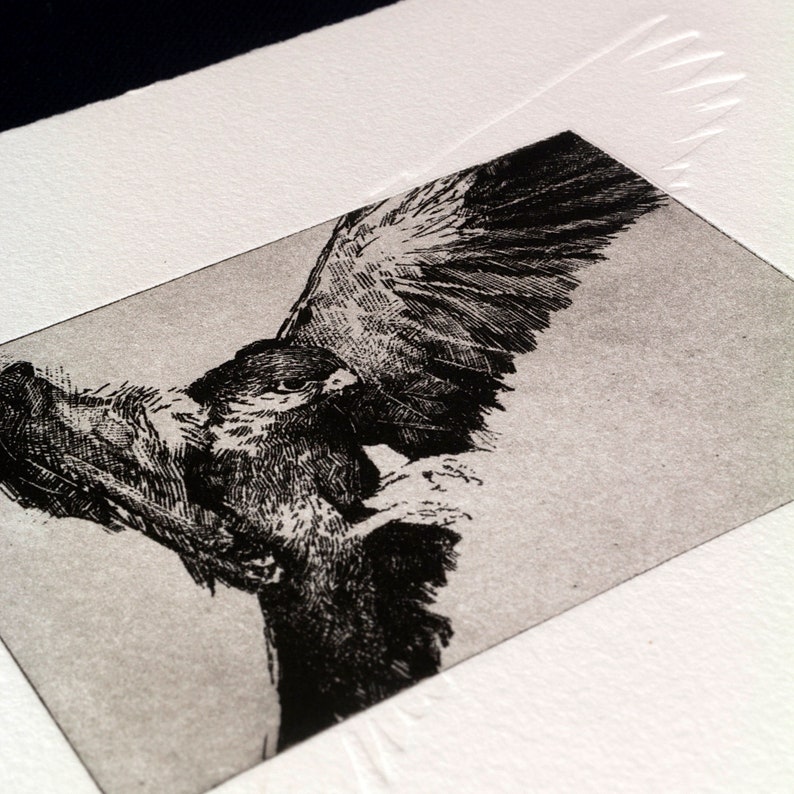 May include: Black and white etching of a bird of prey with its wings spread wide. The bird is in mid-flight, with its talons extended.